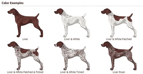 German Shorthaired Pointer An Active And Popular Breed In The Us