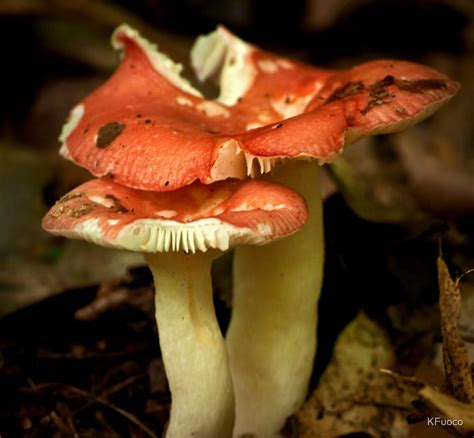 Russula Red Top Mushrooms By Kfuoco Redbubble