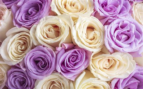 White And Purple Roses Hd Wallpaper Background Image 2880x1800 Id