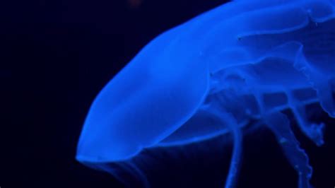 Moon Jellyfish Stock Video Motion Array