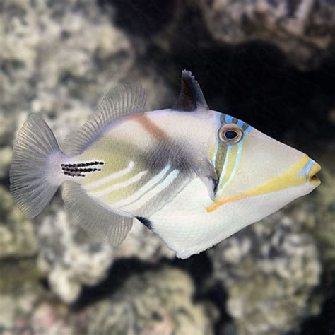 Rhinecanthus Aculeatus Humu Picasso Triggerfish Reefshop