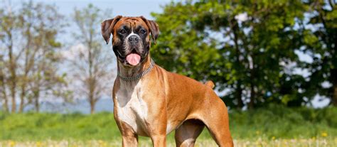 Boxer Puppies For Sale Boxer Dog Breed Info Greenfield