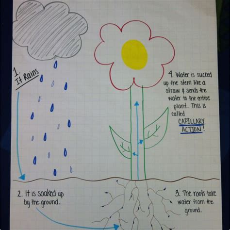 It works against or opposite plants take the water from its root and move all the way up to its stem to its leaves through the same capillary action. Anchor chart for capillary action in plants! | "I before E ...