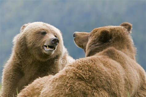 Pair Of Grizzly Bears Mating In Nature Close Up — Natural Headshot