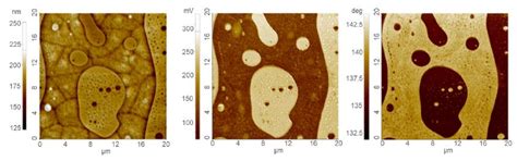 Force Modulation Microscopy Fmm