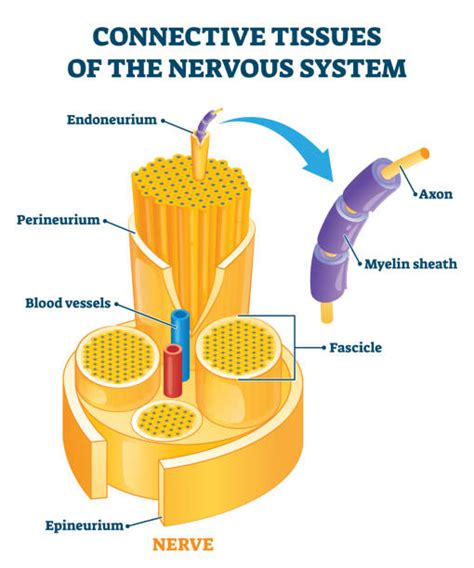 Central Nervous System Illustrations Royalty Free Vector Graphics