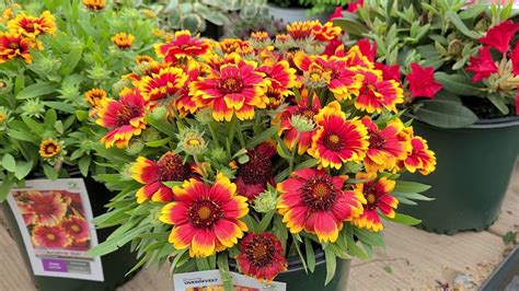 Gaillardia Arizona Sun And Celebration Blanket Flowerbold 🌟