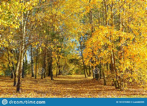 Beautiful Nature Autumn Landscape On Sunny Day Stock Image Image Of