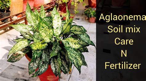 Introduce a healthier, watering routine. Aglaonema plant soil mix care fertilizer, chinese ...