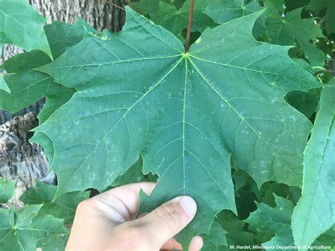 Norway Maple Minnesota Department Of Agriculture