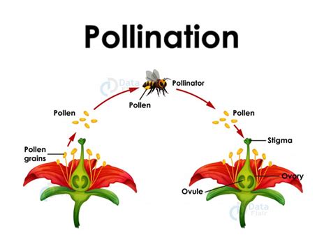 Reproduction In Plants Sexual Reproduction And Asexual Reproduction