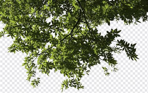 Tree Branch Deciduous Pine Trees Leaf Branch Twig Png PNGWing