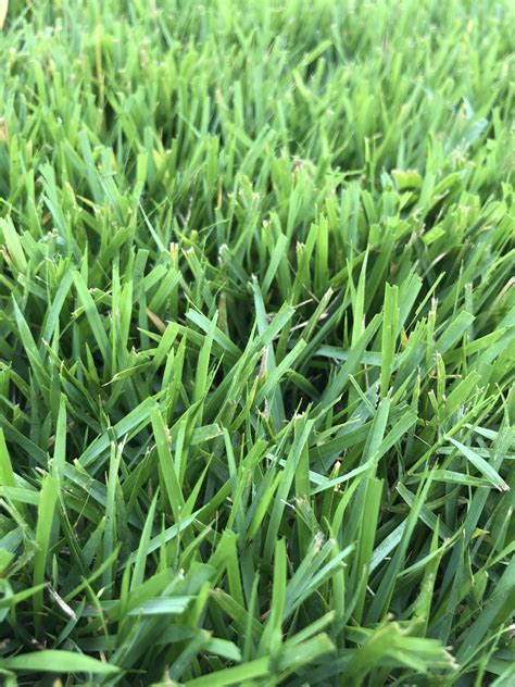 What Type Of Grass Is This And Variety Lawnsite™ Is The Largest And Most Active Online