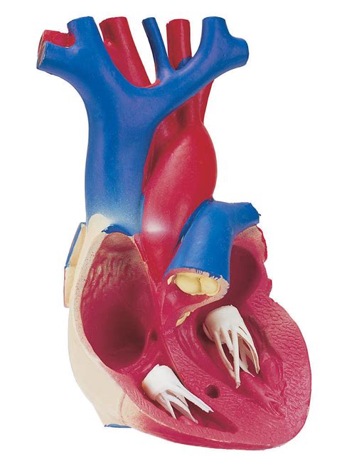 人体心脏模型示意图 人体解剖图医学图库
