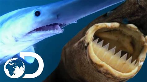 5 Most Unusual Shark Species Shark Week 2018 Youtube