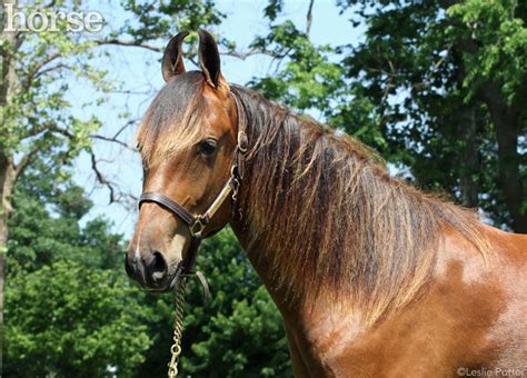 The siege was triggered when the military tried to arrest top isil leader isnilon hapilon. The Rare Breed World Tour: Marwari - Horse Illustrated