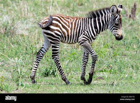 Baby Zebra Tarangire National Park Tanzania Africa Stock Photo Alamy