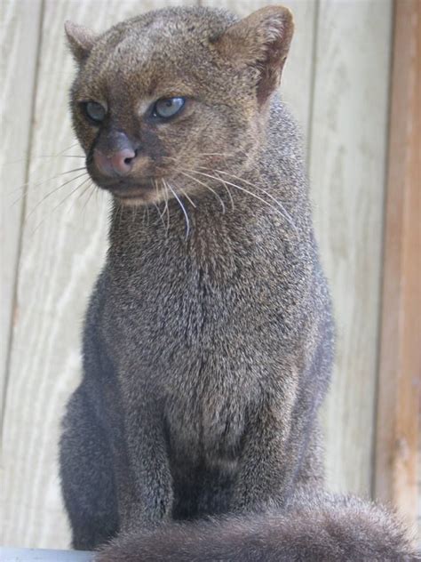 17 Rare Wild Cat Species You Probably Didnt Know Exist Wild Cat