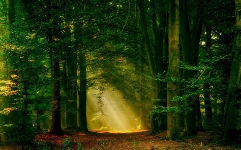 Sun Rays Forest Nature Path Trees Mist 1500x938 Wallpaper