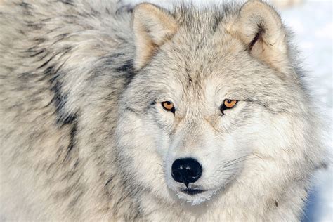 In yellowstone, average pack size is 10 individuals. White Wolf : The Truth About Wolves: Facts vs. Fiction