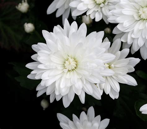 White Chrysanthemum Or Chrysanthemum Indicum Stock Image Image Of