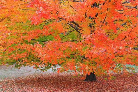 New Yorks State Tree The Sugar Maple New York State Pinterest