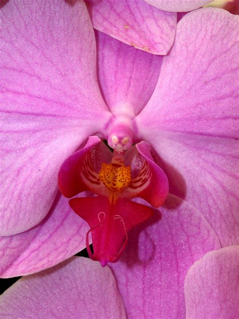 Orchid Flower Bright Free Photo On Pixabay Pixabay