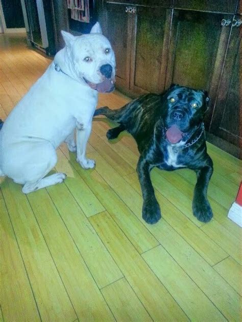 Dogo Argentino And Cane Corso Best Friends Copyright