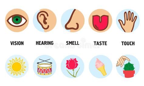 Five Senses Illustrations Vision Taste Touch Smell Hearing Five
