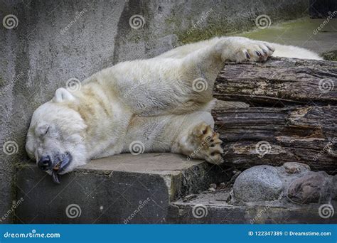 Dying Polar Bear Stock Photos Free And Royalty Free Stock Photos From