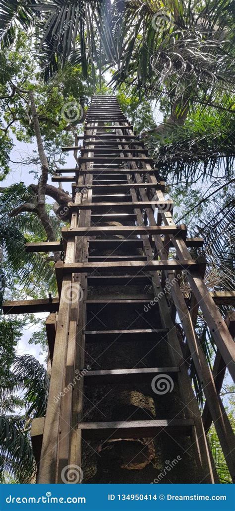 Ladder Leading Up Into Treehouse Stock Photo Image Of Abstract Faded