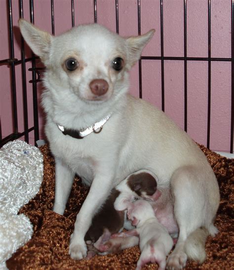 Newborn Chihuahua Puppies With Mother Pets Lovers
