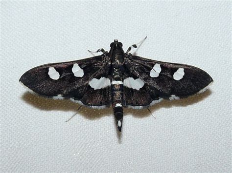 Toronto Wildlife Snout Moths