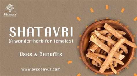 incredible ayurvedic health benefits of shatavari best hormonal balancing herb for women