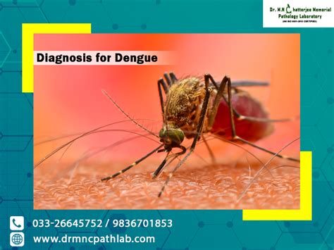 Diagnosis For Dengue Dr M N Chatterjee Pathology