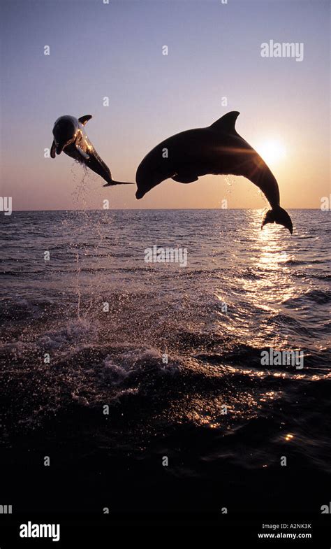 Silhouette Of Two Bottle Nosed Dolphins Tursiops Truncatus Leaping
