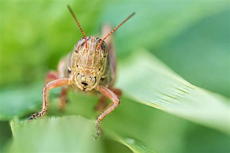 Do Grasshoppers Have Teeth James Collins Photography