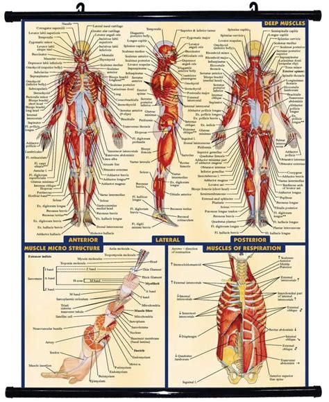 Free Shipping Human Body Anatomical Chart Muscular System Fabric Poster HD HOME Hanging Scroll