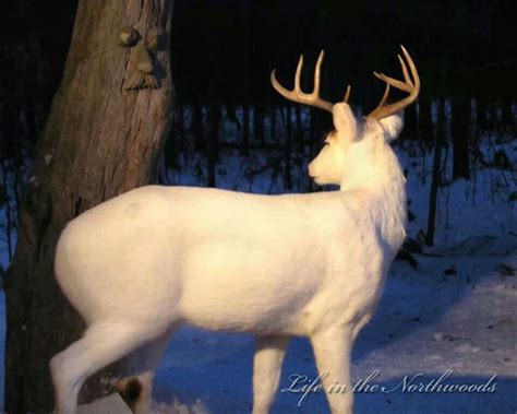 Ghost Of The Forest Albino Buck North American Animals Whitetail
