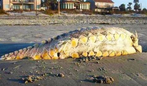 8 Bizarre Creatures That Have Washed Ashore Mental Floss