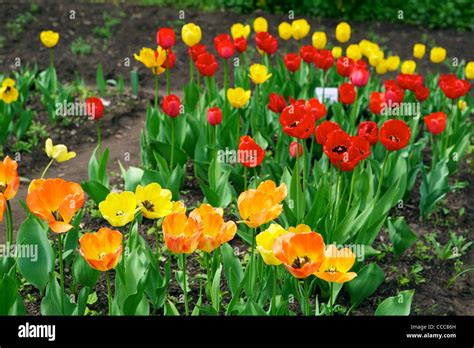 Tulips Beautiful Spring Flowers Stock Photo Alamy