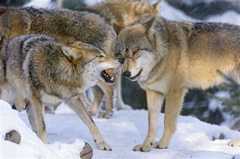 Interracting Wolves A Nice Shot Of Two Wolves Interacting Flickr