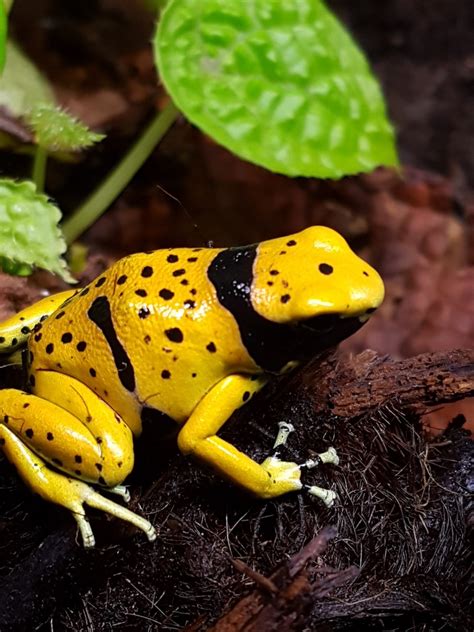 Dendrobates Leucomelas Bolivar Frogs And More