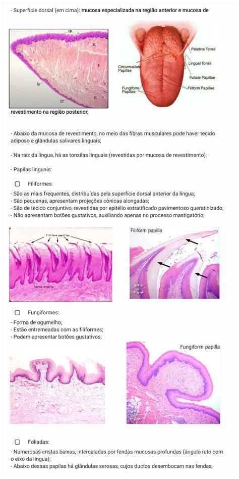 Histologia Sistema Digestório I Histologia I