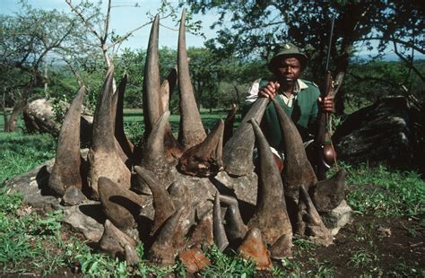 What Is Poaching