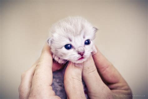 Gorgeouscats Earth Song Newborn Ragdoll Kitten