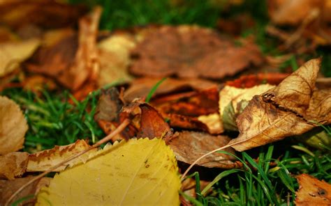 3840x2160 Resolution Selective Focus Photography Of Dried Leaves Hd