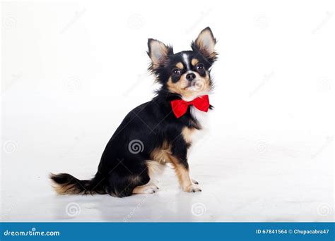 Chihuahua Dog Is Wearing Red Bow Tie Stock Photo Image Of Attentive