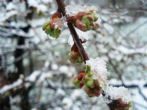 무료 이미지 자연 분기 눈 감기 겨울 과일 잎 서리 생기게 하다 식물학 플로라 시즌 작은 가지 꽃들