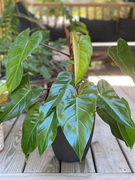 23 Philodendron Varieties For Your Houseplant Collection Bob Vila
